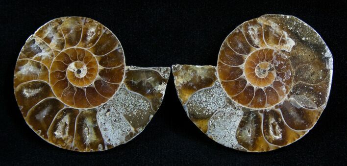 Small Desmoceras Ammonite Pair #2199
